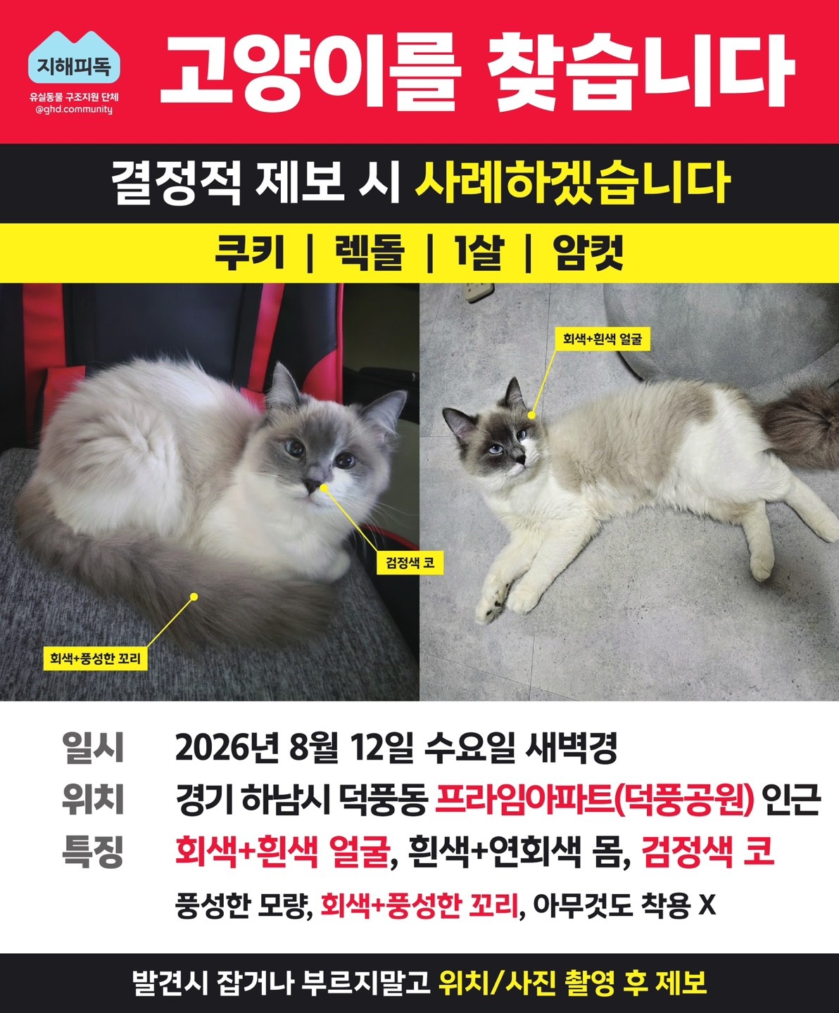 실종 전단지: 고양이를 찾습니다